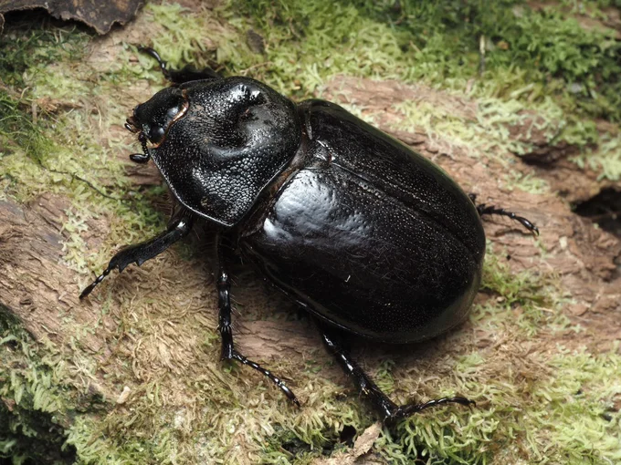 ボルネオ北部雲霧林のサイカブトの仲間▶動物には動物の社会がある！海の生き物をこよなく愛する漫画家が描く『下町ペンギン物語』は次画像から読めます（⇒次へ）