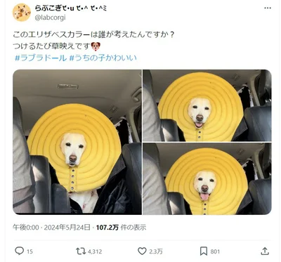 2.3万いいねを獲得！ 思わず笑っちゃう「エリザベスカラー姿のワンちゃん」▶︎よく見るとワンちゃんの表情が変化してる？（⇒次へ）