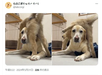 うずらちゃんにかまってほしいみんとちゃん（⇒次へ）