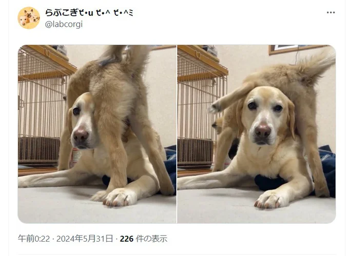 うずらちゃんにかまってほしいみんとちゃん（⇒次へ）