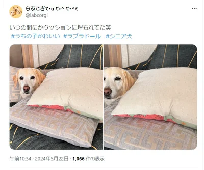 いつの間にかクッションに埋もれていたうずらちゃん（⇒次へ）