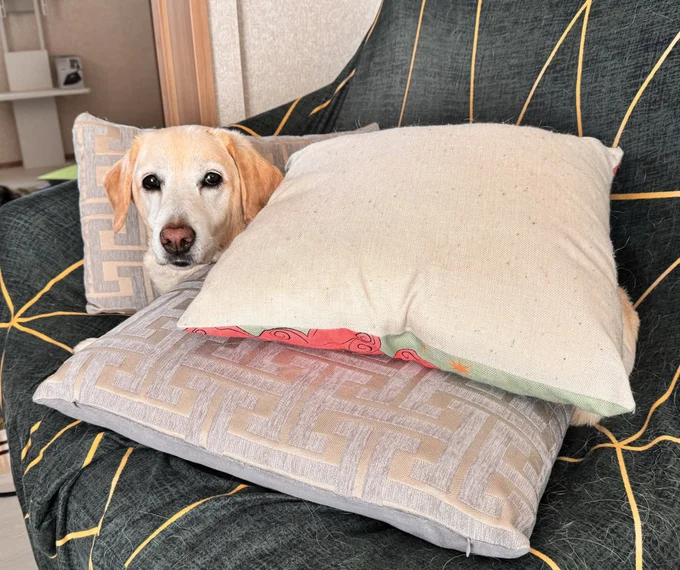 ワンちゃんも、もふもふに癒されるんでしょうか……（⇒次へ）