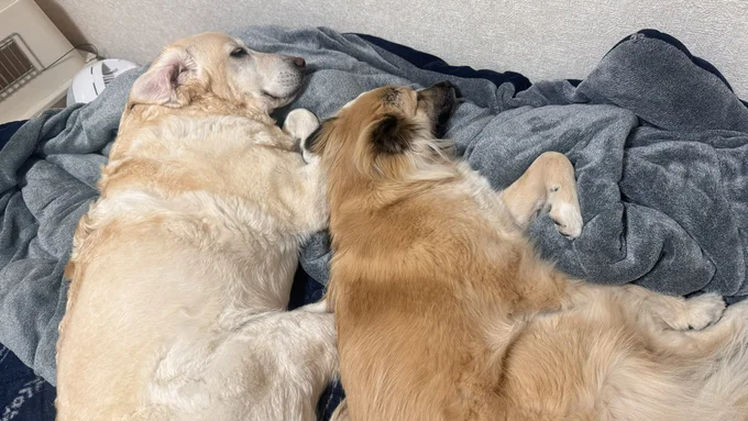 すんやり気持ちよさそうに眠っています……zzZ （⇒次へ）