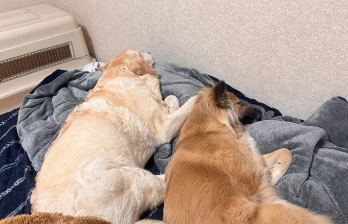 同じような格好で眠っているのが可愛いですね！▶︎犬の存在のかけがえのなさを描いた、ほっこり愛情あふれるコミック『ドベとノラ 犬がくれた優しい世界』は次の画像から読めます（⇒次へ）