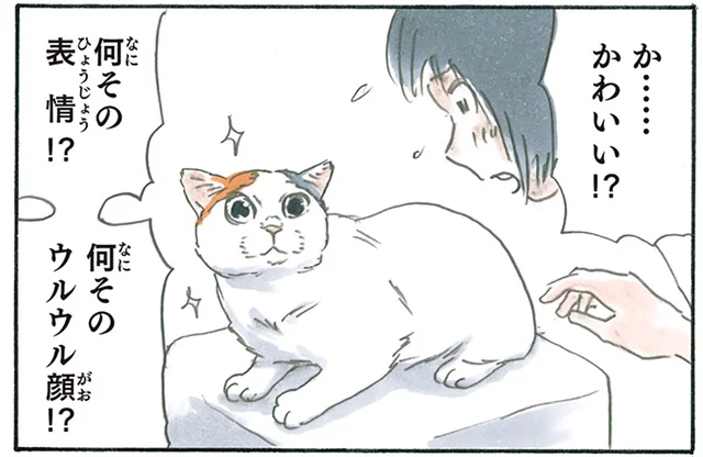 猫よ、もう一回お願いします！ 何が何でも撮影したい幻のウルウル顔／拾い猫のモチャ4（6）
