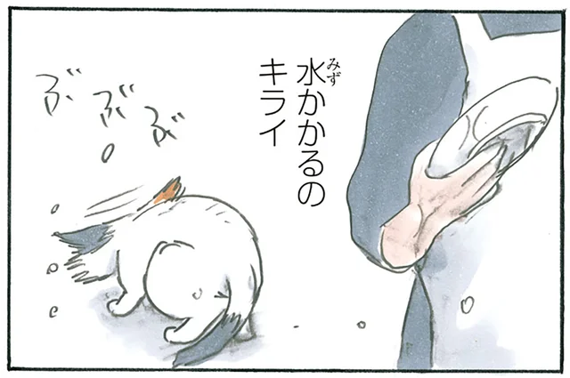 どうして見に来るの？ 水がかかるのは嫌なのに水場に来ちゃう猫の話／拾い猫のモチャ4（7）