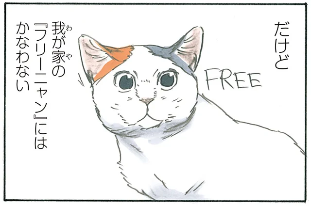 夢みたい！ 無料で幸せを摂取できる我が家の「フリーニャン」／拾い猫のモチャ4（8）
