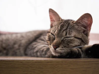 寝ている猫も可愛いですが、動きが激しい猫ちゃんにも注目！