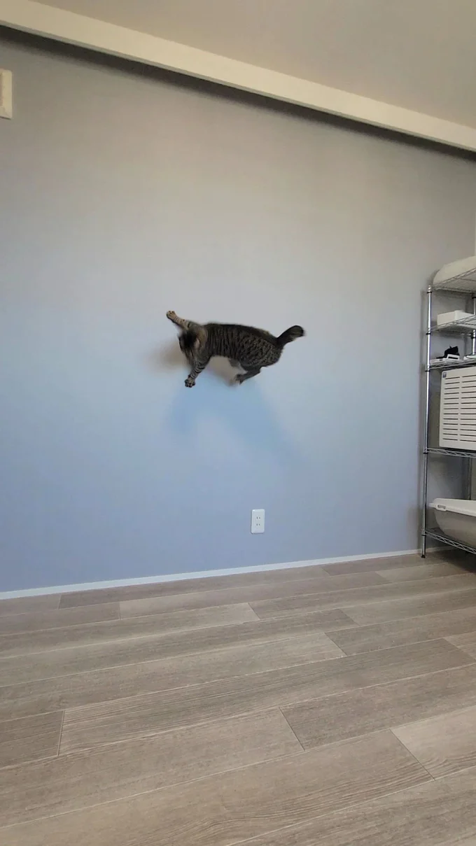 10万いいねを集めた猫写真！張り付いているのは壁！？▶獣医さんに言われた驚きの一言！（⇒次へ）