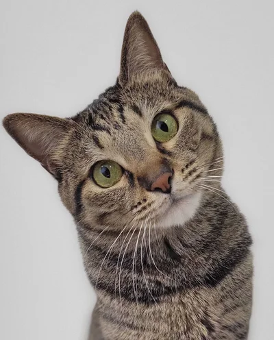 小首をかしげてかわいい！▶この写真、こうなりました！（⇒次へ）