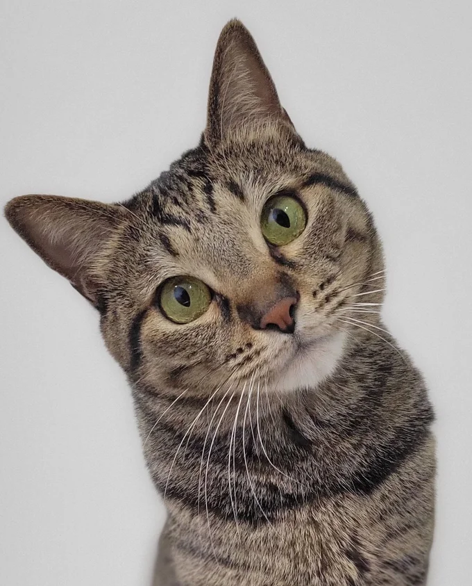 小首をかしげてかわいい！▶この写真、こうなりました！（⇒次へ）