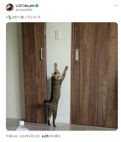 「壁走っていい？」そんなウキウキ声が聞こえてきそうな一枚でした！▶次はおこめくんのイケメンアップ！（⇒次へ）
