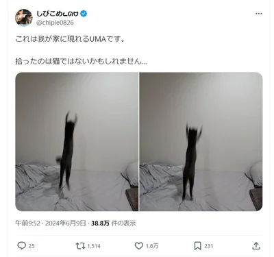 飼い主さんは猫ではなくUMAを拾ったみたい、とのことでした。▶YouTubeアニメも大人気！猫の柔らかい描写が可愛い『夜は猫といっしょ5』は次画像から読めます（⇒次へ）