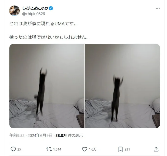 飼い主さんは猫ではなくUMAを拾ったみたい、とのことでした。▶YouTubeアニメも大人気！猫の柔らかい描写が可愛い『夜は猫といっしょ5』は次画像から読めます（⇒次へ）
