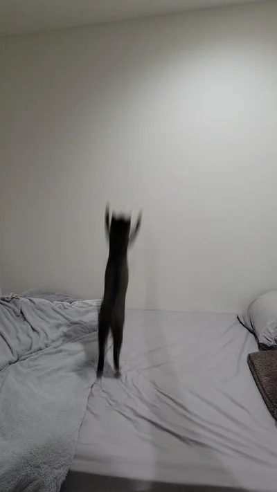 シルエットの正体はキジトラのおこめくんでした！▶飼い主さんいわく何かに見える？？（⇒次へ）