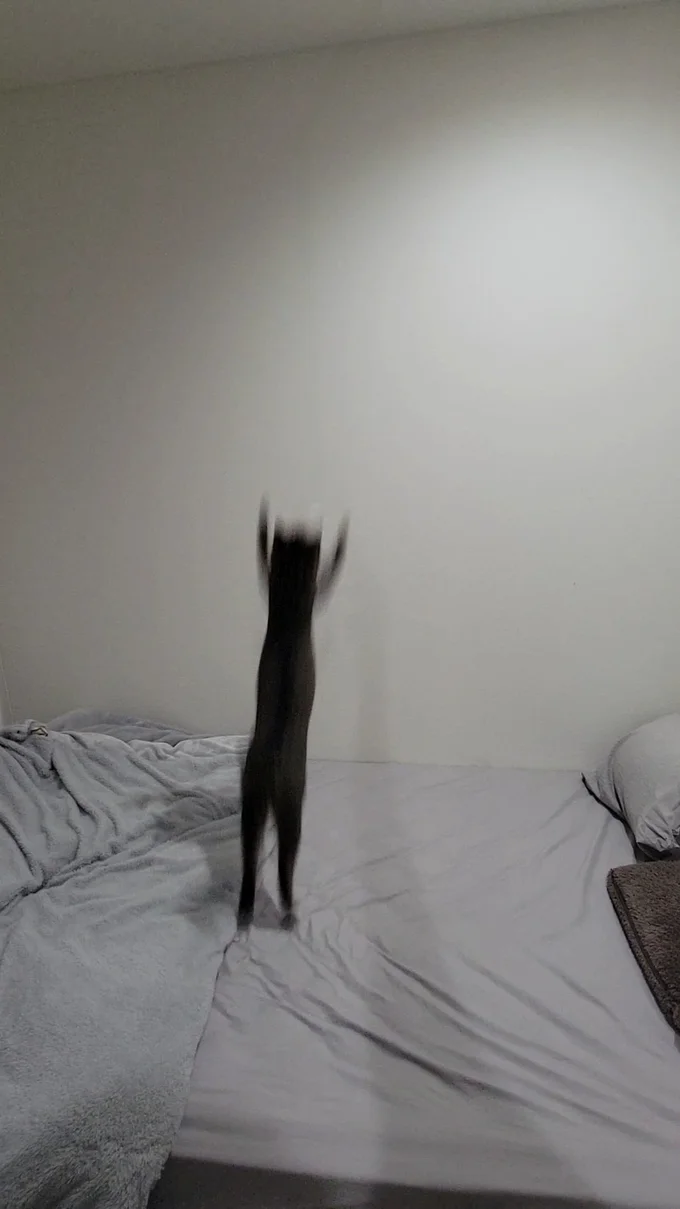 シルエットの正体はキジトラのおこめくんでした！▶飼い主さんいわく何かに見える？？（⇒次へ）