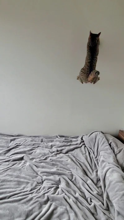この壁に張り付いてるのは猫？？▶壁に張り付く物体の正体へ！（⇒次へ）