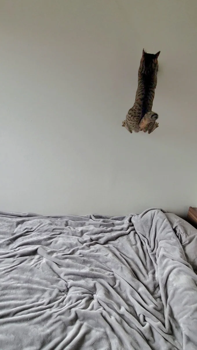 この壁に張り付いてるのは猫？？▶壁に張り付く物体の正体へ！（⇒次へ）