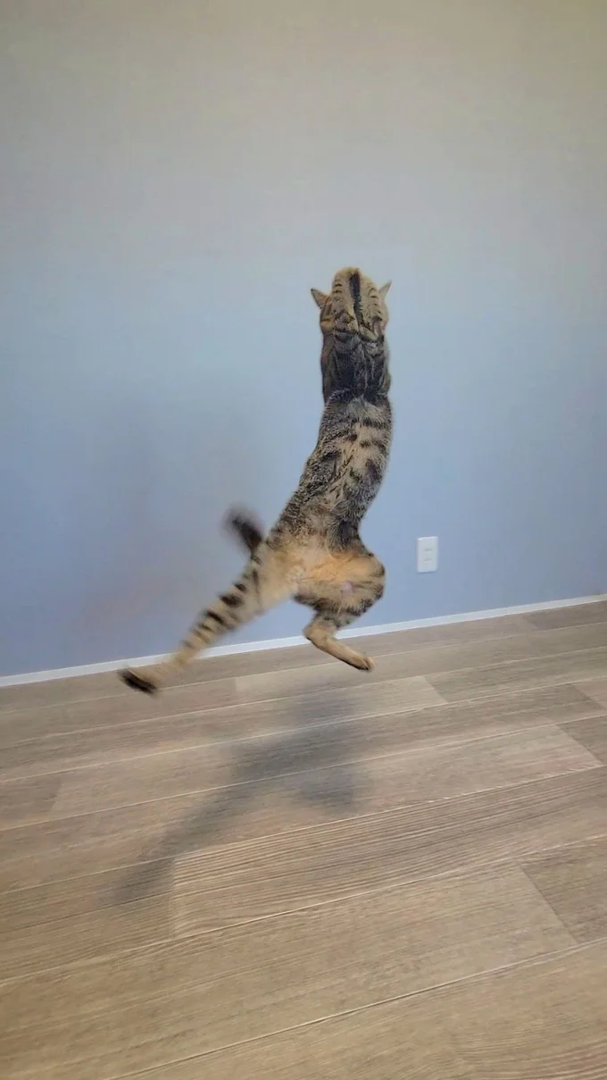 猫ってこんなポーズするの！？▶この1枚に対する飼い主さんのコメントは？（⇒次へ）