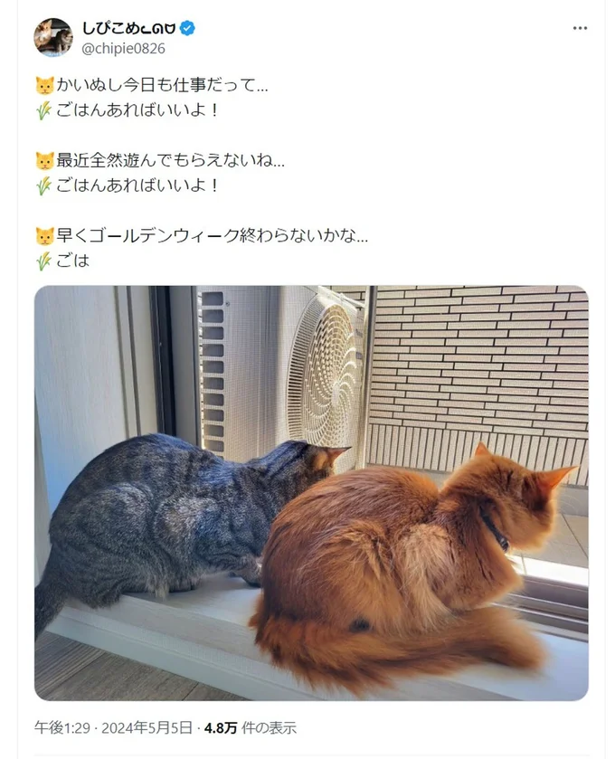 同居猫のしぴちゃんは淋しがりなお嬢様猫、一方おこめくんはご飯で頭がいっぱいのようです！▶おこめくんの躍動感あふれるジャンプへ！（⇒次へ）