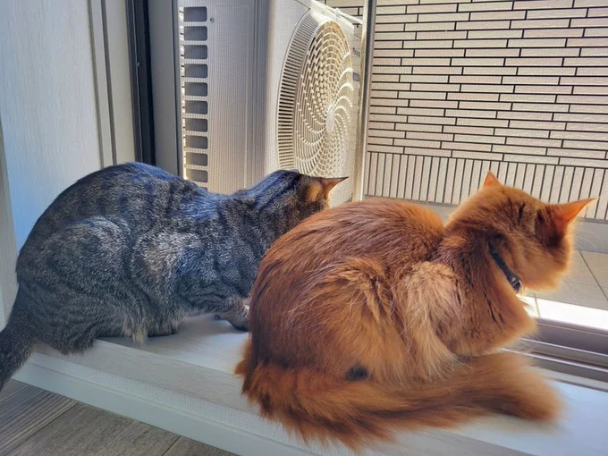 おこめくんと同居猫とのこそこそ話！▶一体何を話しているの？（⇒次へ）