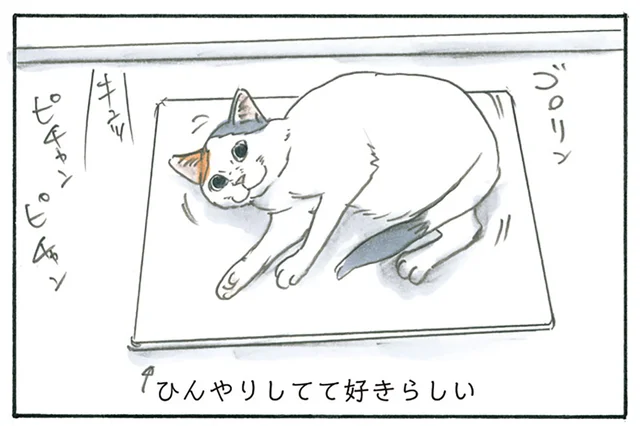 ひんやりしててお気に入り！ 脱衣所の珪藻土マットが好きで横たわる猫／拾い猫のモチャ5（3）