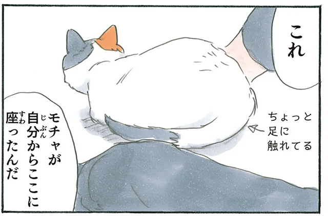 少しだけ足に触れてくれる猫。離れるのがもったいなくて動けません／拾い猫のモチャ5（6）