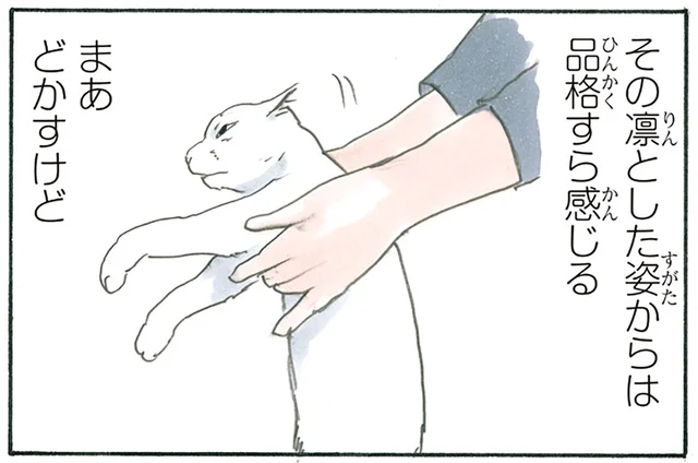 「ここは自分だけの場所」確固たる意思を持って陣取るも、即どかされる猫の話／拾い猫のモチャ5（8）