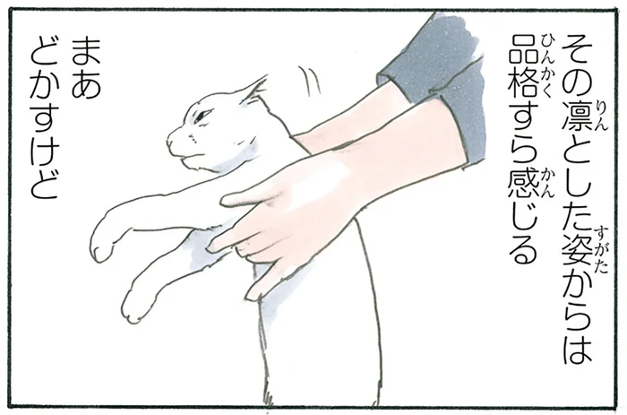 「ここは自分だけの場所」確固たる意思を持って陣取るも、即どかされる猫の話／拾い猫のモチャ5（8）
