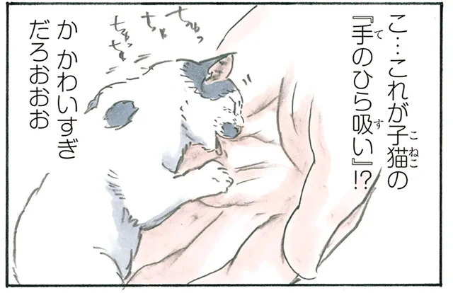 かわいすぎる！ 家に来てすぐ懐いた子猫の「手のひら吸い」に悶絶／拾い猫のモチャ5（9）