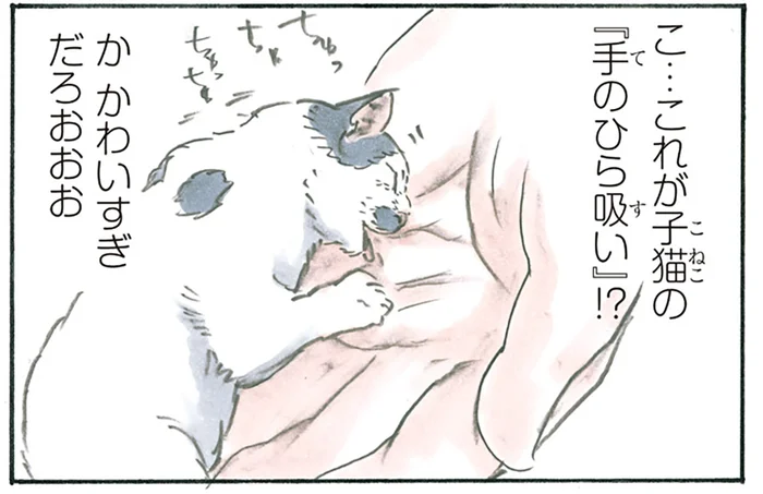 かわいすぎる！ 家に来てすぐ懐いた子猫の「手のひら吸い」に悶絶／拾い猫のモチャ5（9）