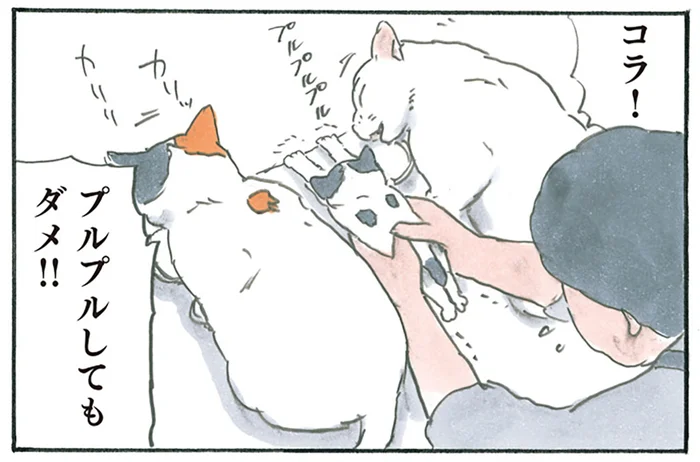 家に来たばかりだから心配すぎる！ 常に目が離せないお母さんと意に介さない子猫／拾い猫のモチャ5（10）