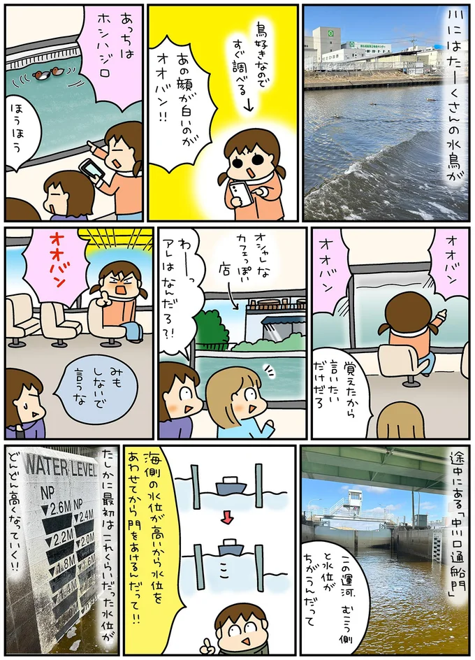 あの顔の白いのがオオバン!!