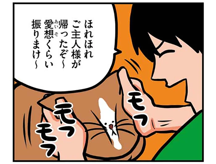 「ご、ごめん」テンションが高いまま猫に絡んだ結果、本気で謝ることになった日
