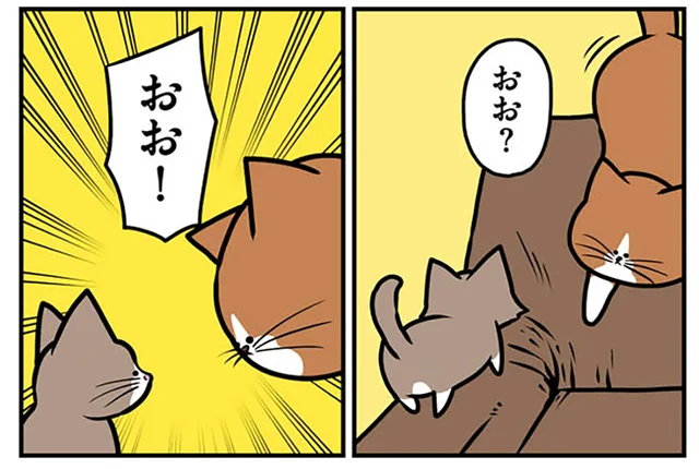 子猫と先住猫のファーストコンタクト。挨拶なのか威嚇なのか分かりません