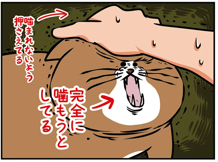 平和にナデナデしたかっただけなのに！ いつしかデスゲームになる飼い主と猫の攻防