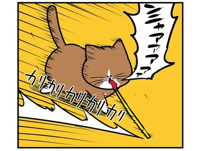 特殊な遊び方が昔から好きな猫。元気がない飼い主も、その姿を見ればたちまち復活？