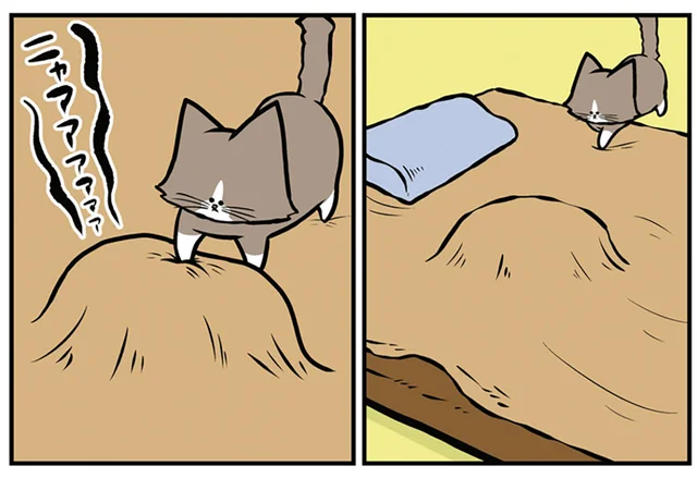 後輩猫に踏まれた先輩猫。でも、飼い主を恨めしそうに睨むのはなんで？