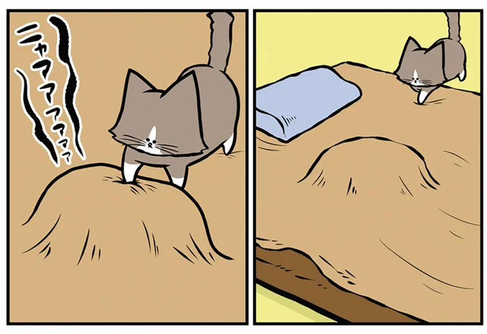 後輩猫に踏まれた先輩猫。でも、飼い主を恨めしそうに睨むのはなんで？