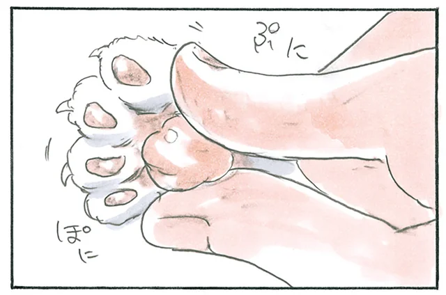 お腹を上に向けて寝ている猫。無防備な姿がたまらない「肉球チャンス」／拾い猫のモチャ6（3）