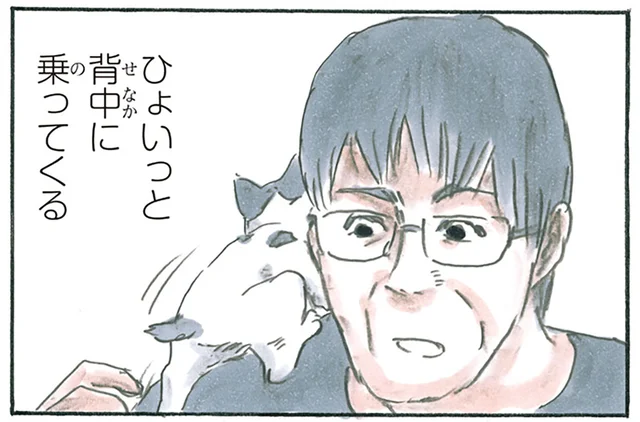 子猫の名前「ノリ吉」の由来は？ 後づけだけどしっくりくる理由／拾い猫のモチャ6（4）