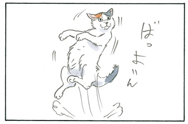 あんまり猫っぽくない？ 飼い主が見た猫たちの動きが激しすぎる／拾い猫のモチャ6（6）