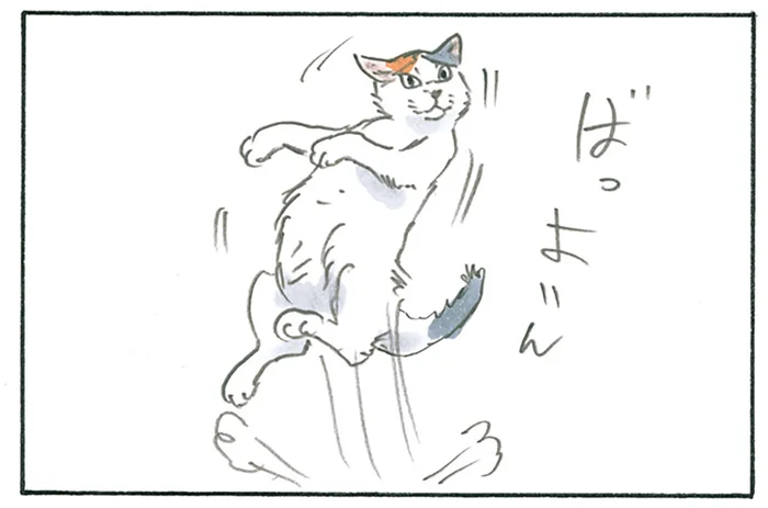 あんまり猫っぽくない？ 飼い主が見た猫たちの動きが激しすぎる／拾い猫のモチャ6（6）