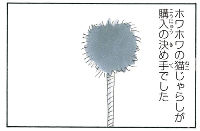 決め手の猫じゃらしは