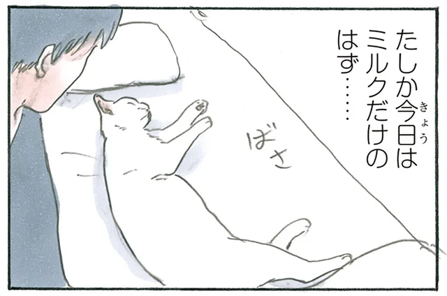なんか長くね？ 布団の端っこで目覚めた飼い主、隣には伸びた猫／拾い猫のモチャ6（12）