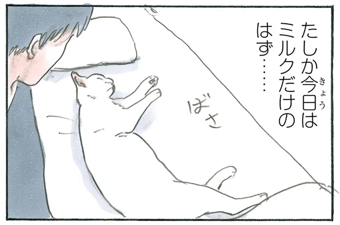 なんか長くね？ 布団の端っこで目覚めた飼い主、隣には伸びた猫／拾い猫のモチャ6（12）
