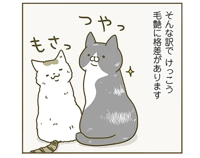 毛艶に格差があります