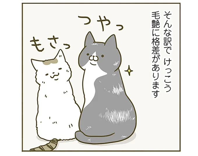 毛艶に格差があります