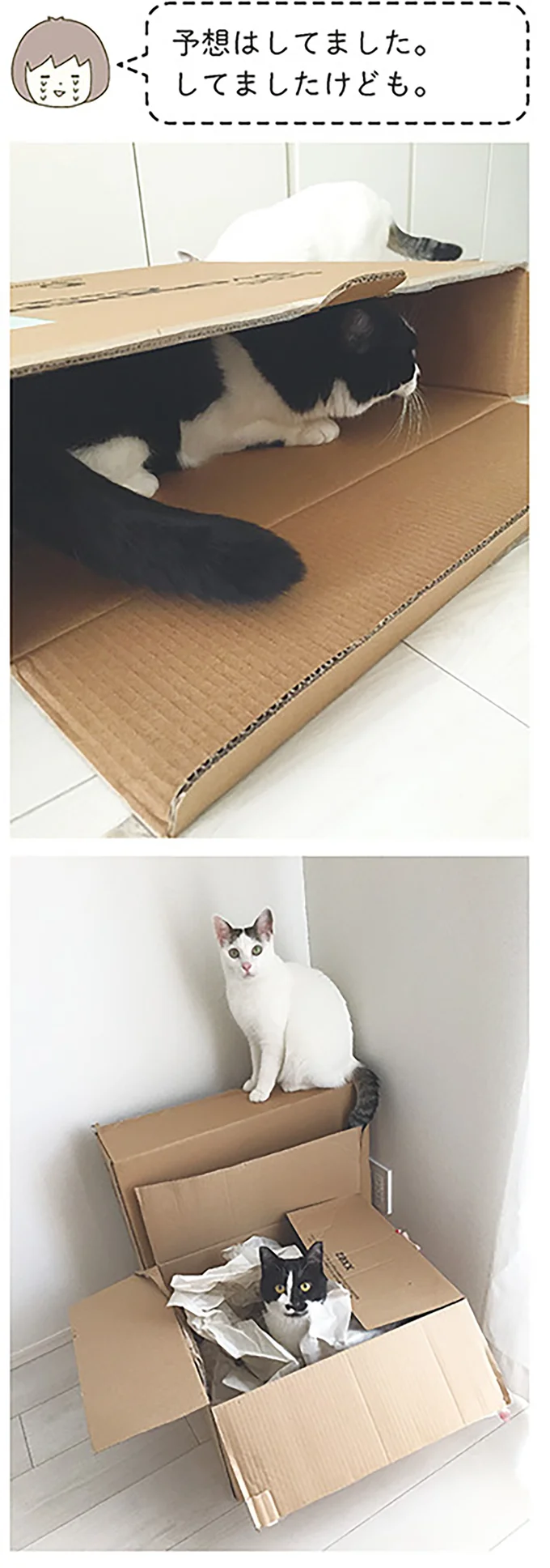 予想はしてました。してましたけども。