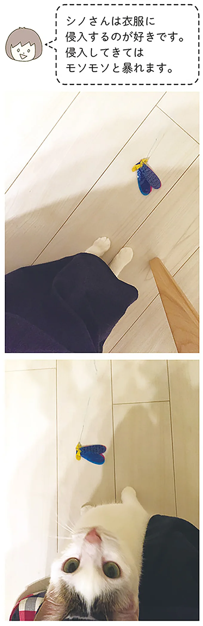 侵入してきてはモソモソと暴れます